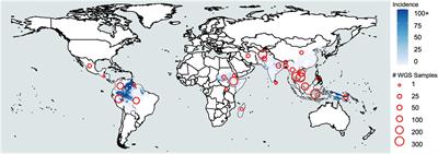 Population genomics in neglected malaria parasites